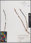 Foto von Salix excelsa S. G. Gmel.